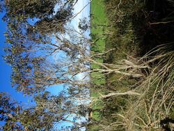 Eucalyptus adesmophloia habit.jpg