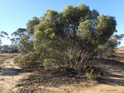 Eucalyptus clivicola habit.jpg