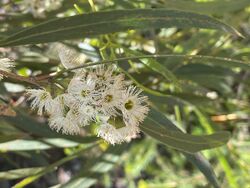 Eucalyptus wimmerensis flowers.jpg