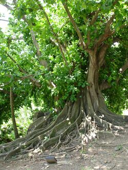 Ficus citrifolia.jpg