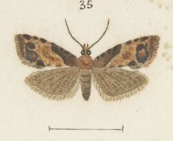Fig 35 MA I437625 TePapa Plate-XXVI-The-butterflies full (cropped).jpg