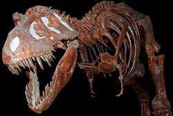 Fossil Tyranausaurus Rex at the Royal Tyrell Museum, Alberta, Canada.jpg