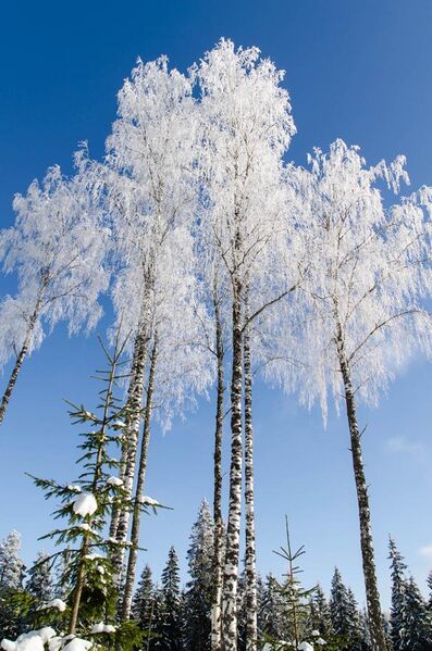 File:Frosty Birches - panoramio.jpg