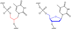 GNA-T vs. natural DNA-T.png