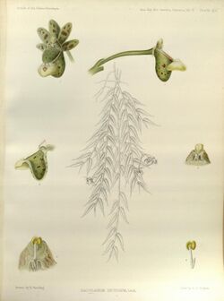 Gastrochilus distichus (as Saccolabium distichum) - The Orchids of the Sikkim-Himalaya pl 303 (1889).jpg