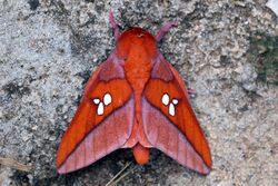Giant silk moth (Adelowalkeria tristygma).jpg