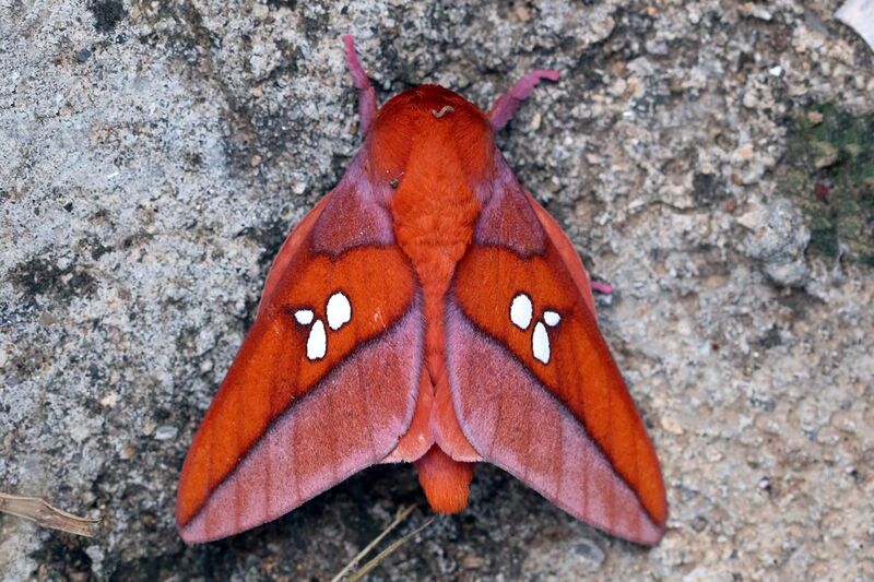 File:Giant silk moth (Adelowalkeria tristygma).jpg