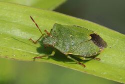 Green shield bug (Palomena prasina) 3.jpg