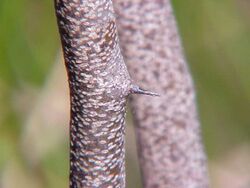 Haematoxylon campechianum1.jpg