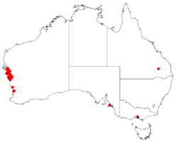 Hakea bucculentaDistMap16.png