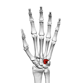 Hamate bone (left hand) 01 palmar view.png