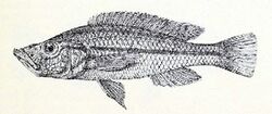 Haplochromis xenostoma.jpg