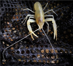Hell Creek Cave Crayfish.png