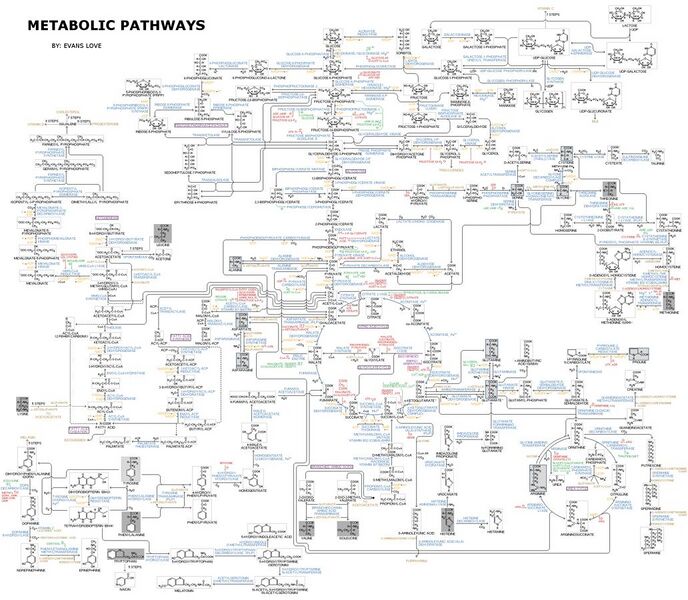 File:Human Metabolism - Pathways.jpg