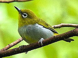 Hume's white-eye (Zosterops auriventer), Malaysia (19714680732) cropped.jpg