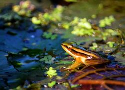 Common green frog