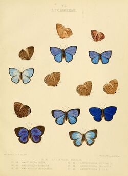 Illustrations of diurnal Lepidoptera British Museum Catalogue VI.jpg