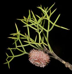 Isopogon teretifolius subsp. teretifolius - Flickr - Kevin Thiele (1).jpg