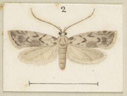 Izatha apodoxa Fig 2. Plate XXXII The butterflies (cropped).jpg