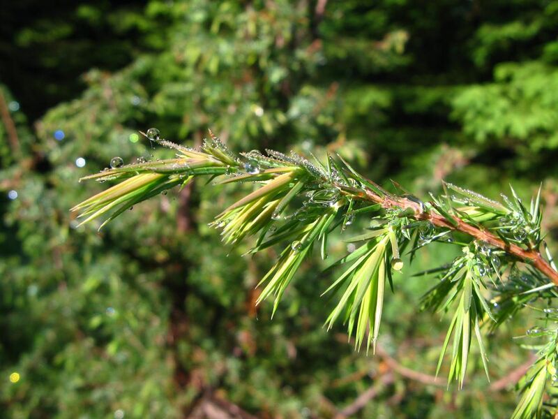 File:Juniperus communis MF.JPG