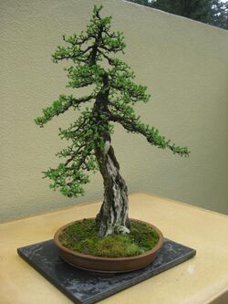 Larix laricina bonsai by Nick Lenz.jpg