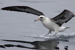 Laysan Albatross in Aleutians by USFWS.jpg