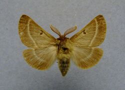 Lemonia balcanica.jpg