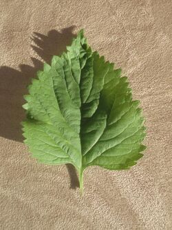 Leonotis Nepetifolia Leaf.JPG