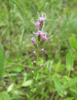 Liatris microcephala.jpg