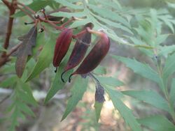 Lomatia silaifolia fruit.jpg