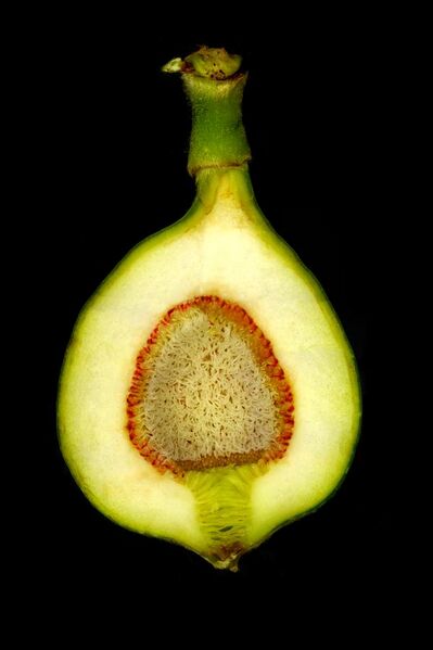 File:Longitudinal section through a creeping fig syconium (Ficus pumila L.).jpg