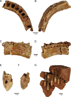 Maxakalisaurus jaw.png