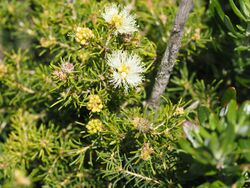 Melaleuca systena (leaves, flowers).JPG