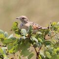 Mirafra angolensis, Tembe, Birding Weto, a.jpg