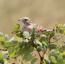 Mirafra angolensis, Tembe, Birding Weto, a.jpg