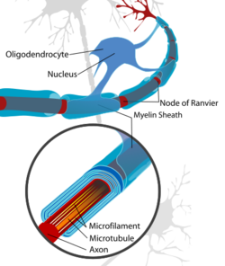 Neuron with oligodendrocyte and myelin sheath.svg