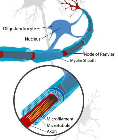 File:Neuron with oligodendrocyte and myelin sheath.svg