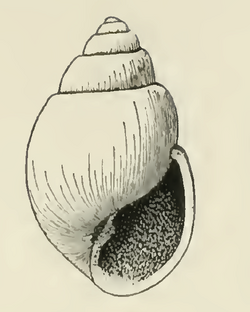 Odostomia subglobosa 001.png