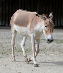 Onager Asiatischer Wildesel Equus hemionus onager Zoo Augsburg-10.jpg