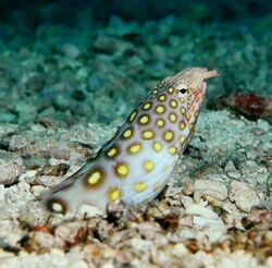 Ophichthus polyophthalmus or many-eyed snake eel taken in indo-pacific (cropped).jpg