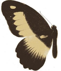 Papilio zenobia.JPG
