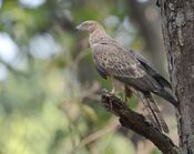 Pernis ptilorhynchus -Jim Corbett National Park, Uttarakhand, India-8.jpg