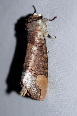 Phalera sundana (Notodontidae) 2.jpg