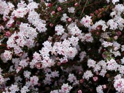 Pimelea brachyphylla 02.jpg