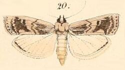 Pl.137-20-Euzophera villora.jpg