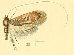 Pl.4-fig.26-Nemophora humilis (Walsingham, 1891) (Nemotois).jpg