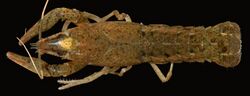 Procambarus acutus (I1782) 0266 (26409283398).jpg