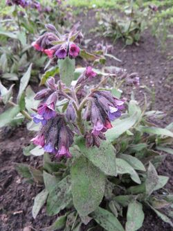 Pulmonaria mollis 01.JPG