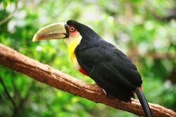 Ramphastos dicolorus -Brazil-8.jpg