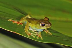 Red-webbed tree (or Canal Zone) frog (Hypsiboas rufitelus).jpg